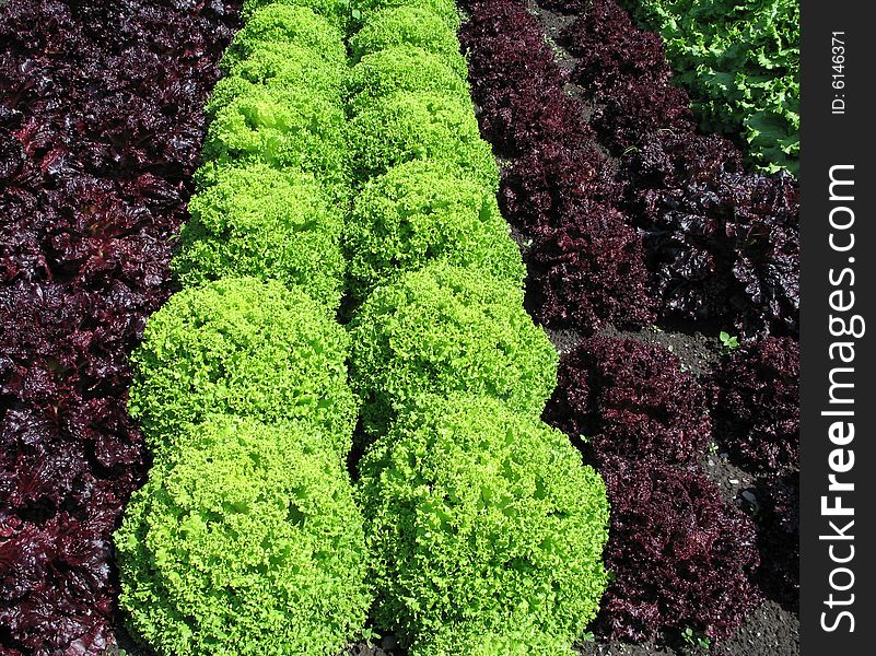 Different lettuces growing in a garden