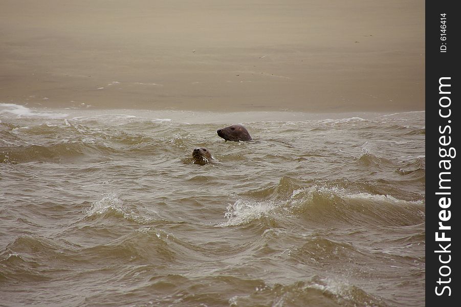 Two swimming common seals in front of the beach