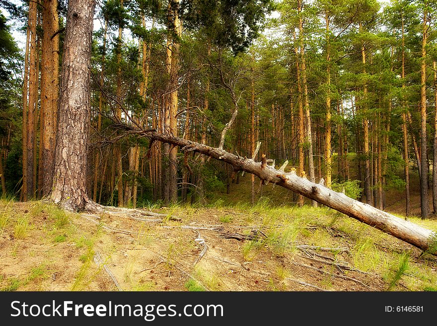 Photo of the great coniferous forest and dry tree