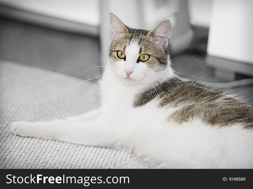 Majestic looking with with stripes cat inside the house. Majestic looking with with stripes cat inside the house