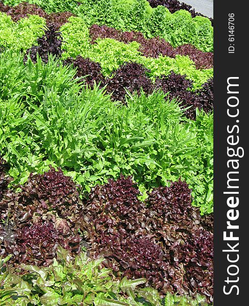 Different lettuces growing in a garden
