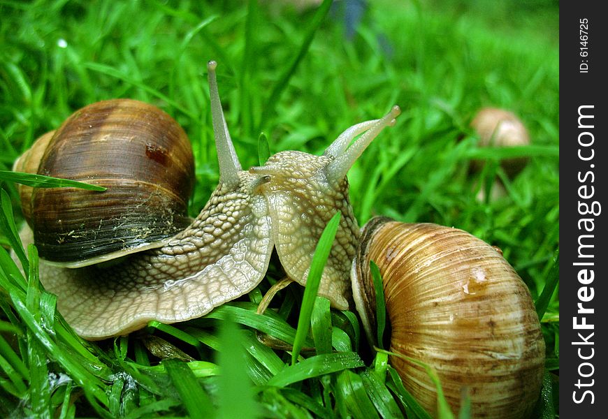 Two snails on green grass. Two snails on green grass