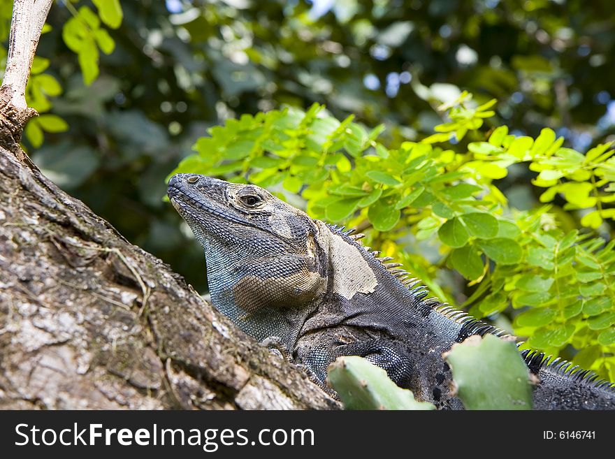 A grey iguana hiding in the fork of a tree. A grey iguana hiding in the fork of a tree