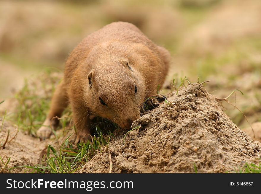 Animals: Little prairie dog looking for food. Animals: Little prairie dog looking for food