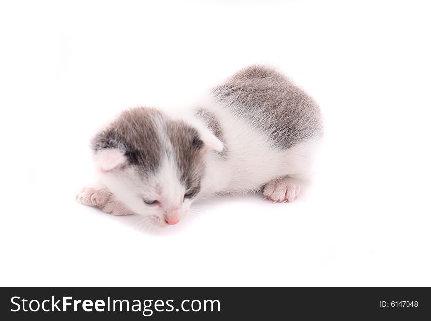 Very small cat on the white background