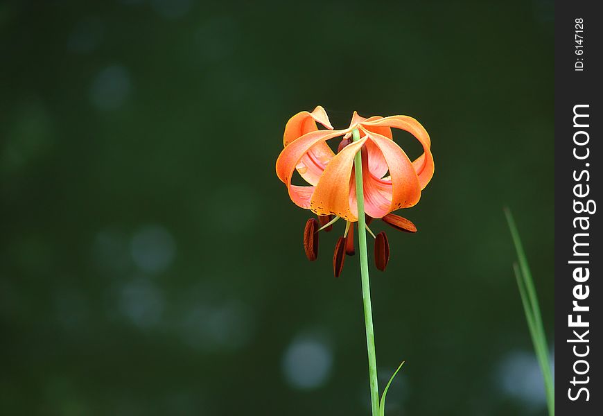 A beautiful Michigan lily I found near a lake. Love the orange colur