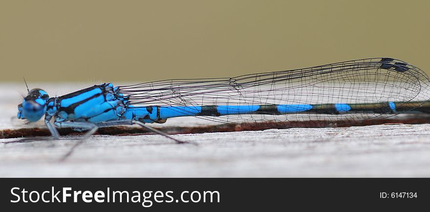 Blue dragon fly close up