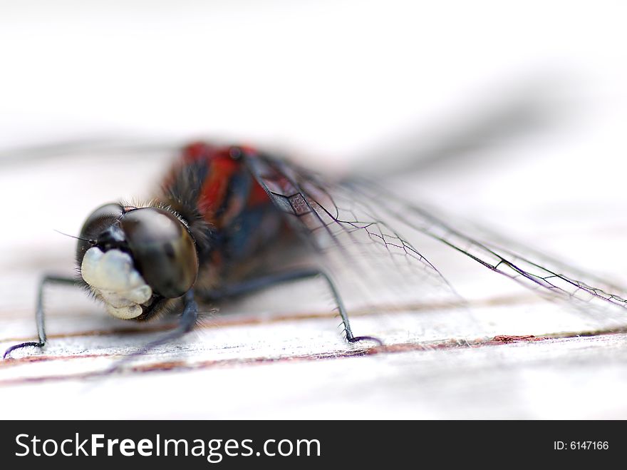 Macro shoot of a dragon fly