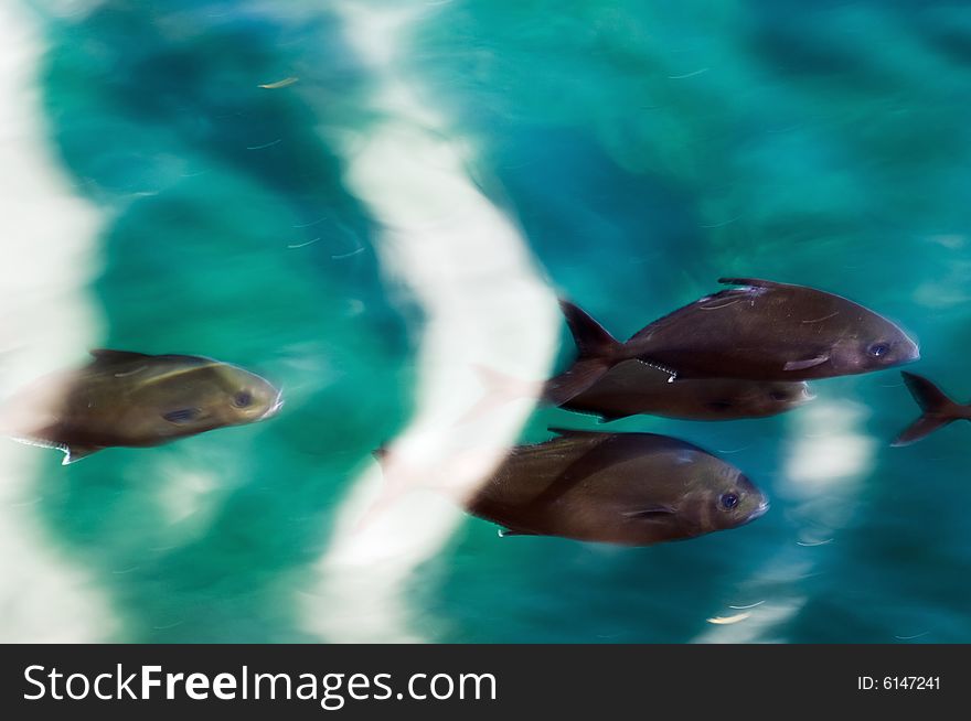 School of fish passing close to the water surface