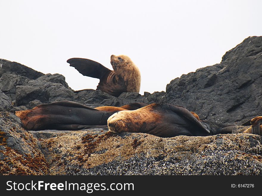 Three sealion together on the beach