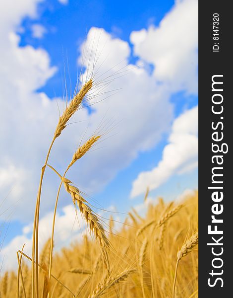 Background with golden wheat and blue clouded sky