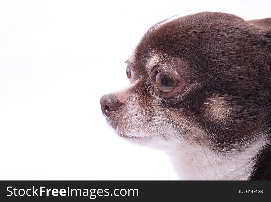 Head of my sweet chihuahua on the white background. Head of my sweet chihuahua on the white background