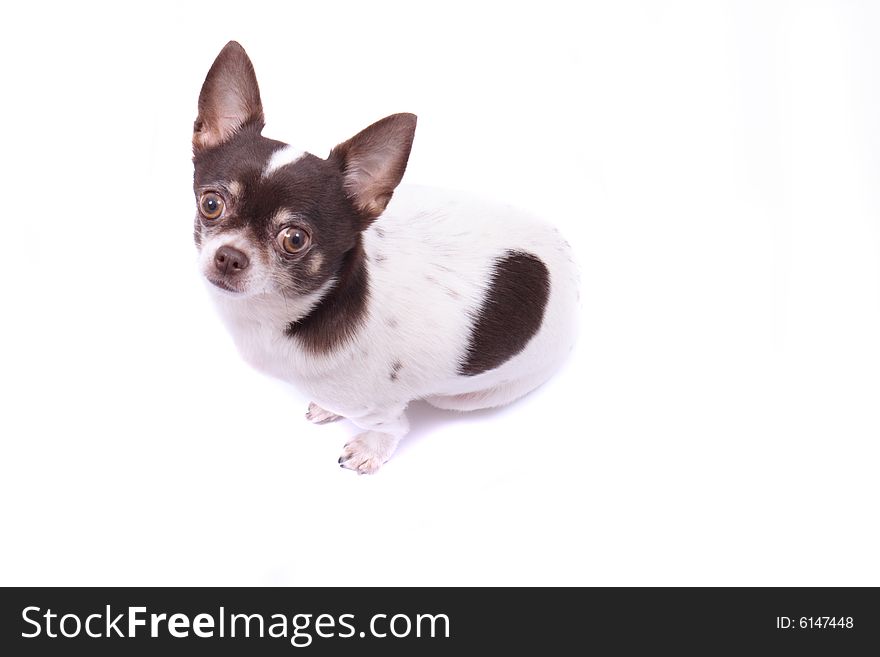 My sweet chihuahua on the white background. My sweet chihuahua on the white background