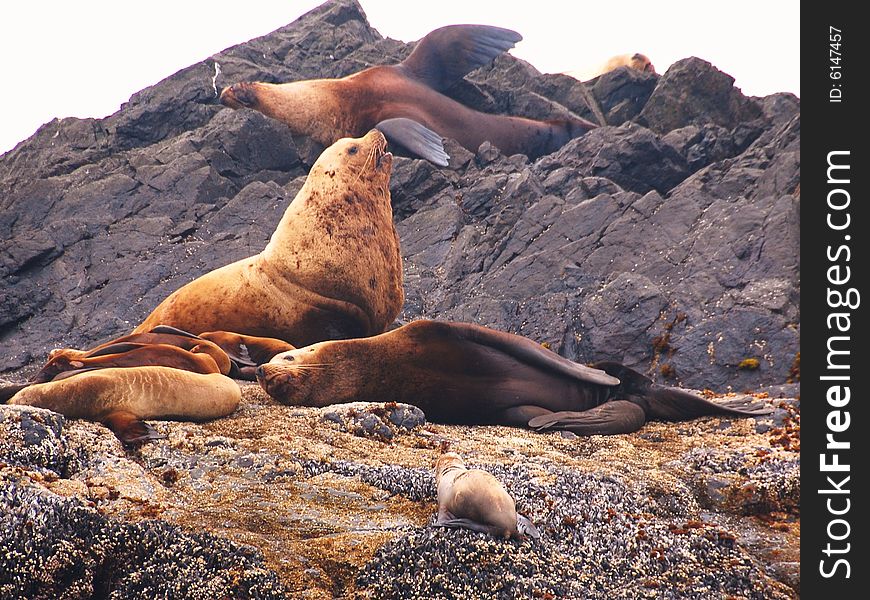 Sealions together on the beach