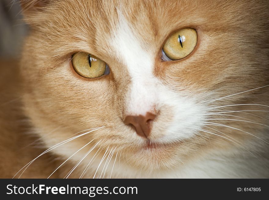 Red cat, his face with eyes and whiskers