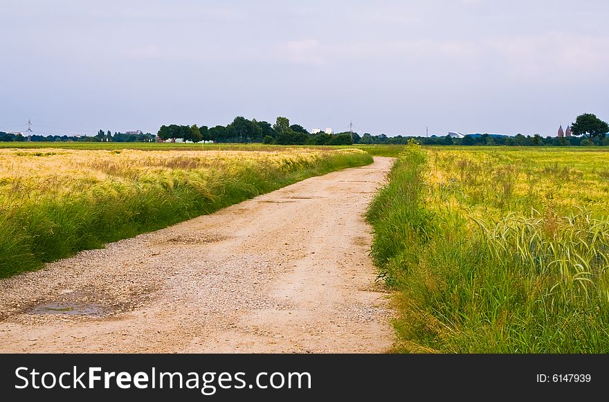 Country road in a rural scene with vegetation on the side