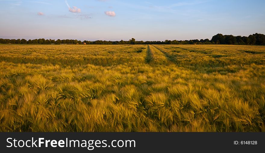 Bright colored ruralscene almost ready for the harvest with blue sky in the late afternoon. Bright colored ruralscene almost ready for the harvest with blue sky in the late afternoon