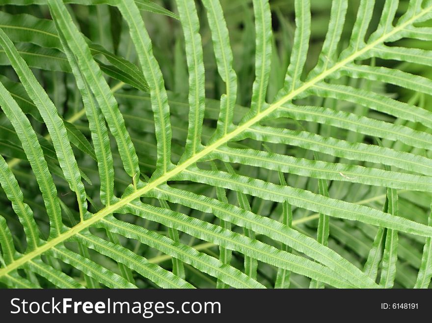 Nice green leaf background from the exotic plant. Nice green leaf background from the exotic plant