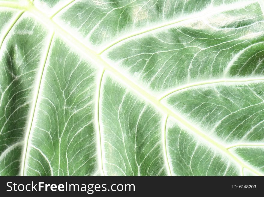 Nice green leaf background from the exotic plant. Nice green leaf background from the exotic plant