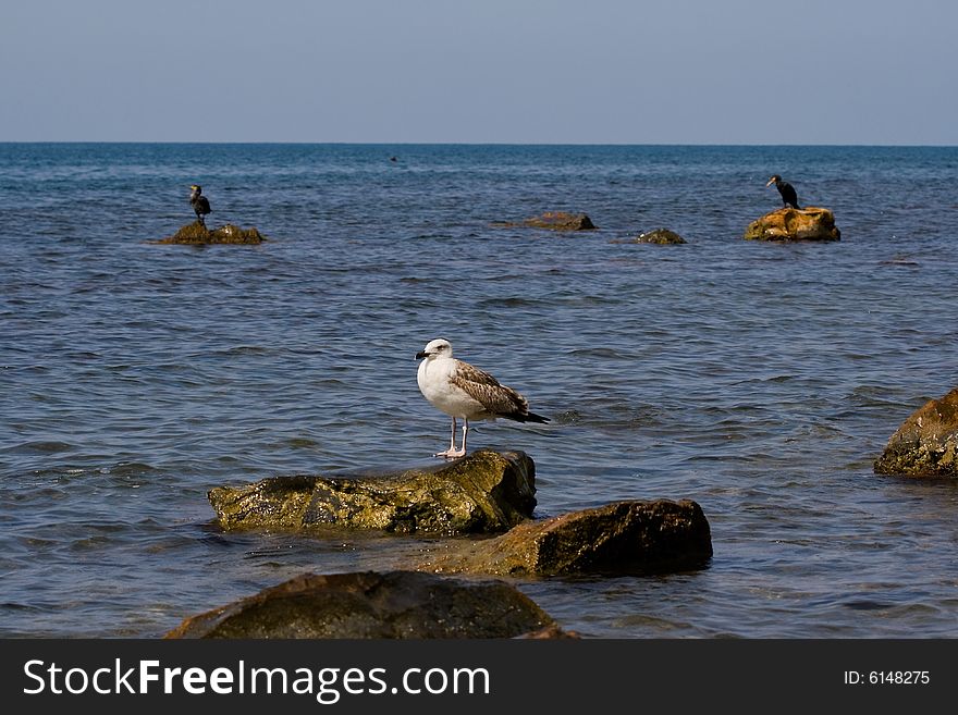 Triangle With Seagull And Two Cormorant