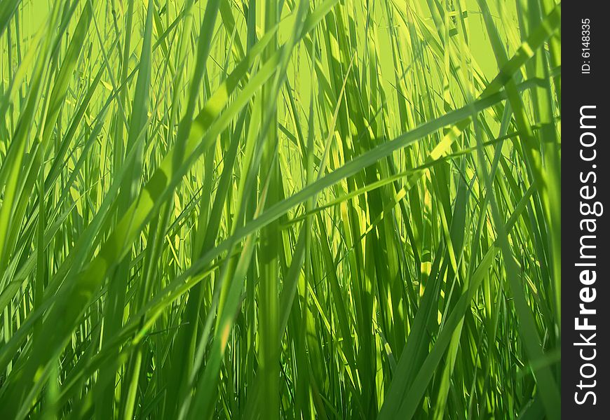 Green grass background. Fresh grass under solar beams.