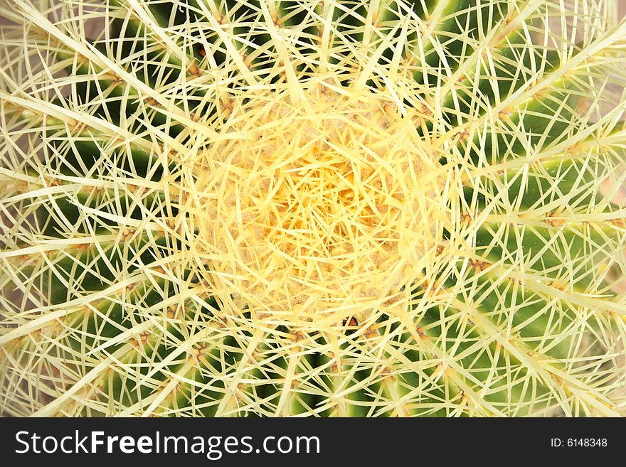 Nice green leaf background from the exotic cactus. Nice green leaf background from the exotic cactus