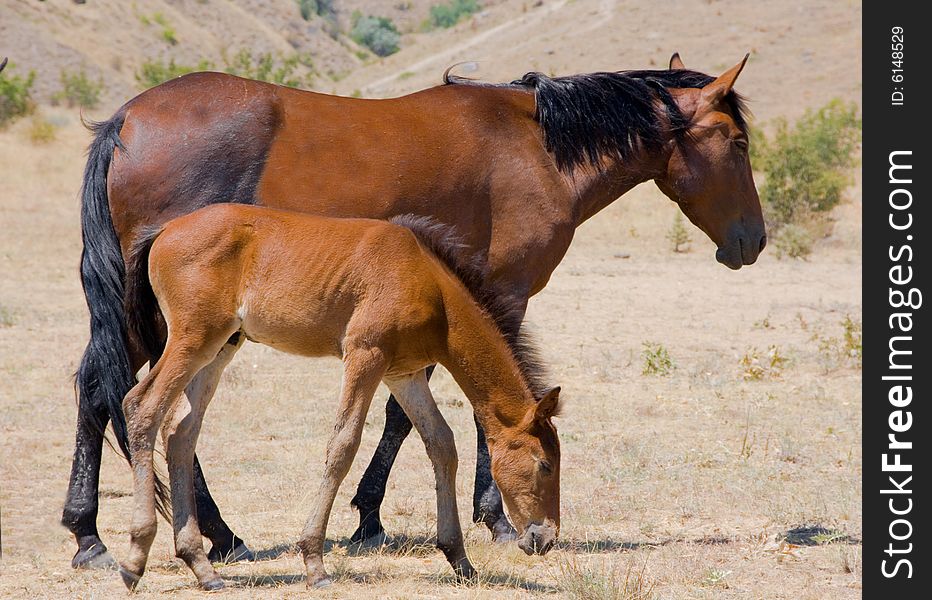 Horses On Mountain Background