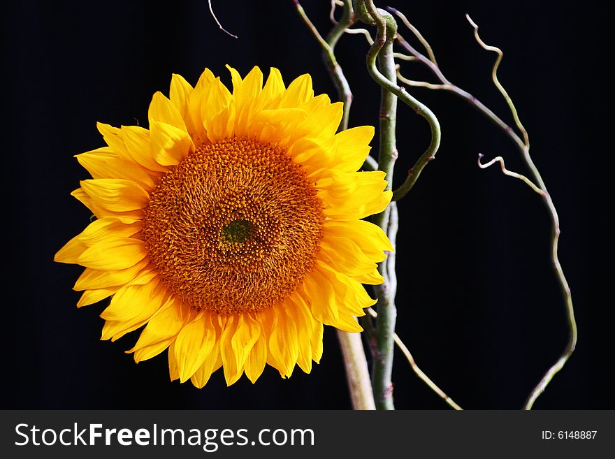 Sunflower On Black Ltc