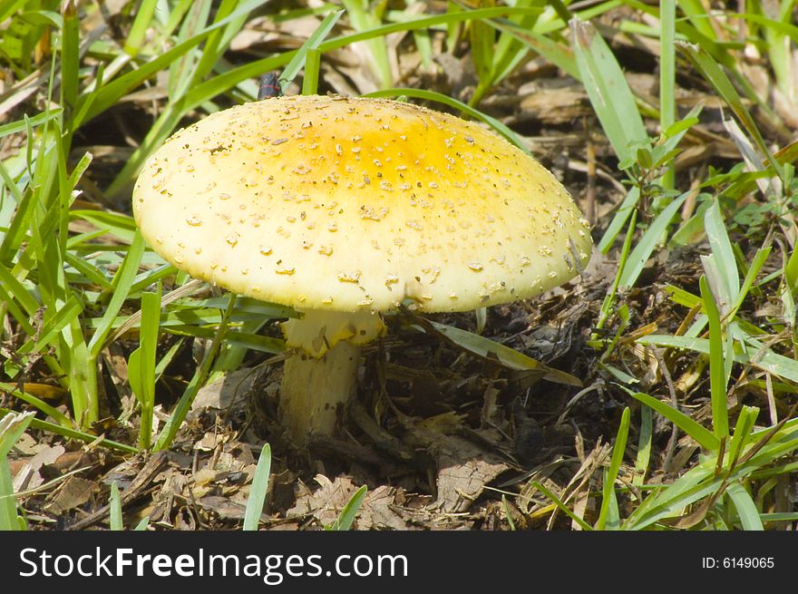 Mushroom stands surrounded by blades of grass. Mushroom stands surrounded by blades of grass