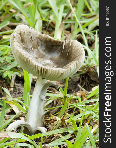 A mushroom with sides turned up forming a cup stands surrounded by blades of grass. A mushroom with sides turned up forming a cup stands surrounded by blades of grass