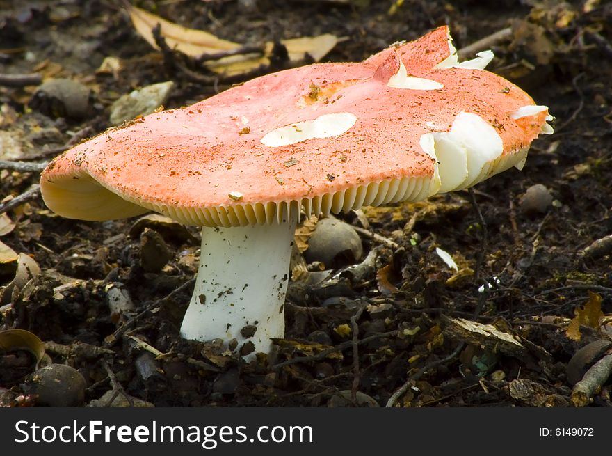 Mushroom In The Dirt