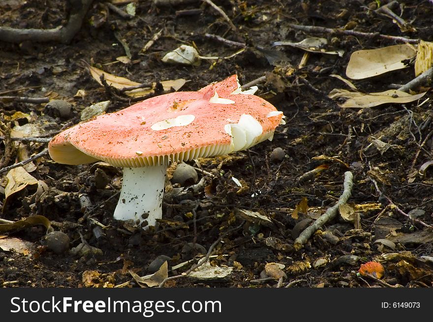 A Mushroom stands surrounded dirt, acorns and leaves. A Mushroom stands surrounded dirt, acorns and leaves.