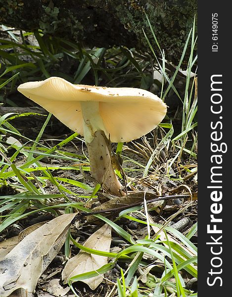 Mushroom In The Woods