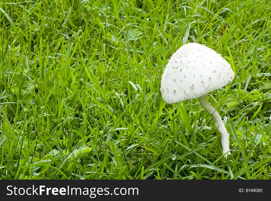 Mushroom stands surrounded by blades of grass. Mushroom stands surrounded by blades of grass