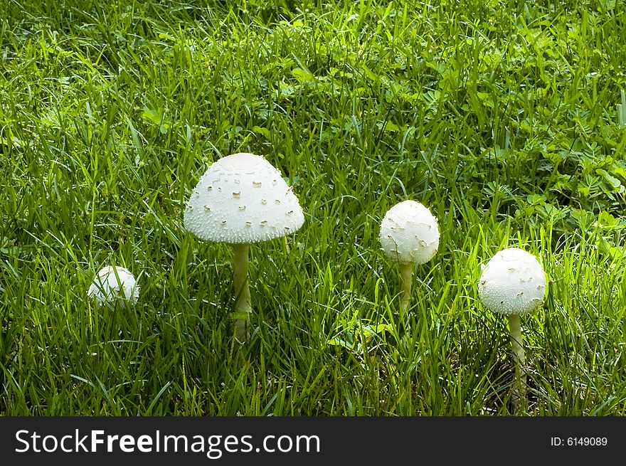 Mushrooms stands surrounded by blades of grass. Mushrooms stands surrounded by blades of grass