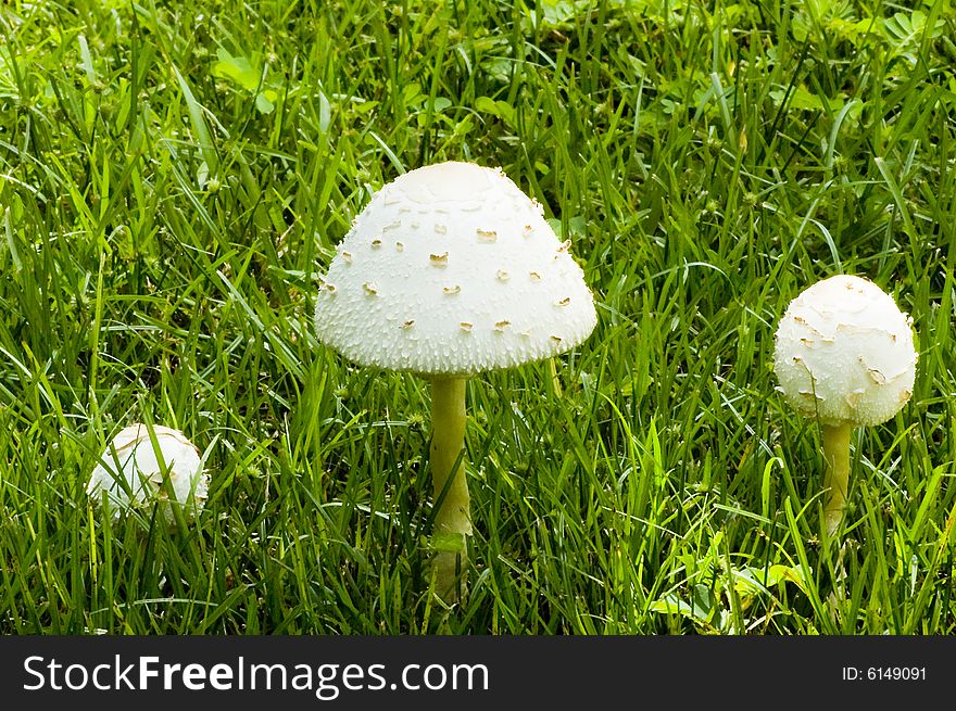 Three White Mushrooms In A Field