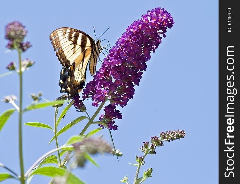 Eastern swallowtail butterfly feeding on a flower