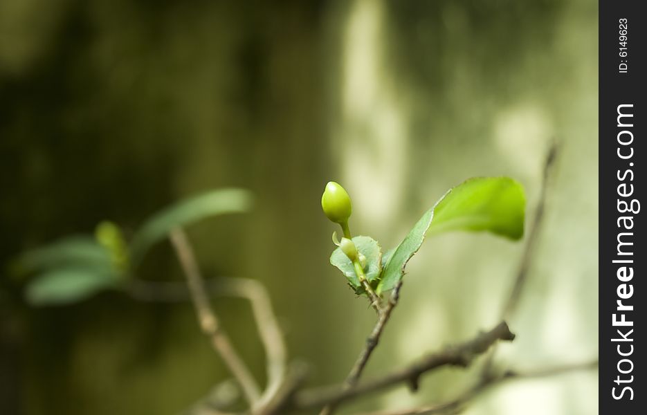 Small green bud flower in the tree