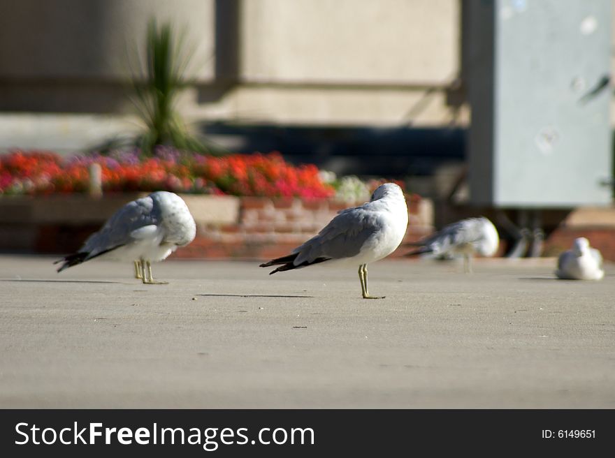 Seagulls pause in city plaza to groom themselves on a summer morning. Seagulls pause in city plaza to groom themselves on a summer morning