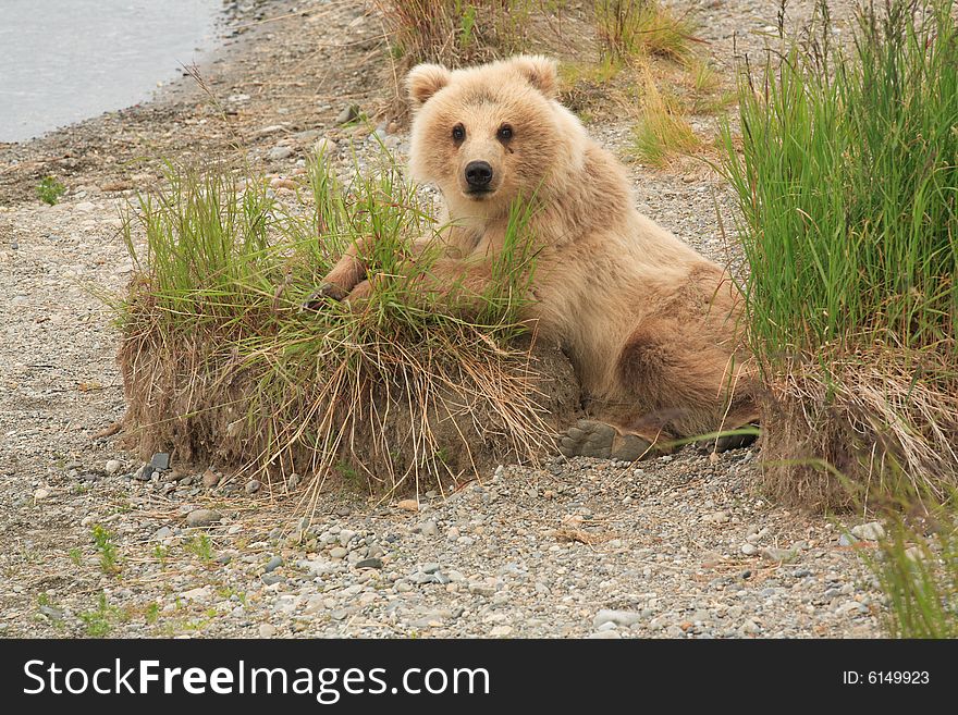 This image was taken at Katmai National Park, Alaska. This image was taken at Katmai National Park, Alaska