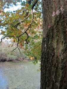 Free Autumn Oak Stock Photos - 61414153