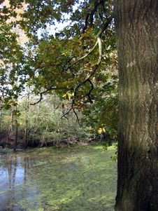 Free Autumn Oak Royalty Free Stock Photos - 61414168