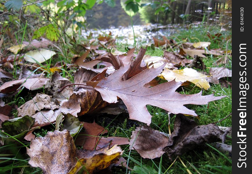 Early autumn. leaves of an oak tree