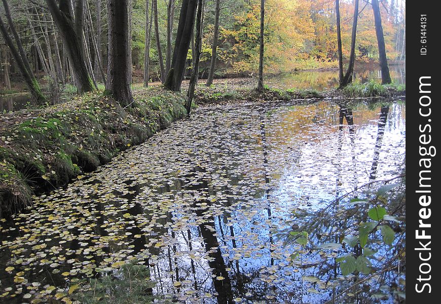 Early autumn. leaves in water