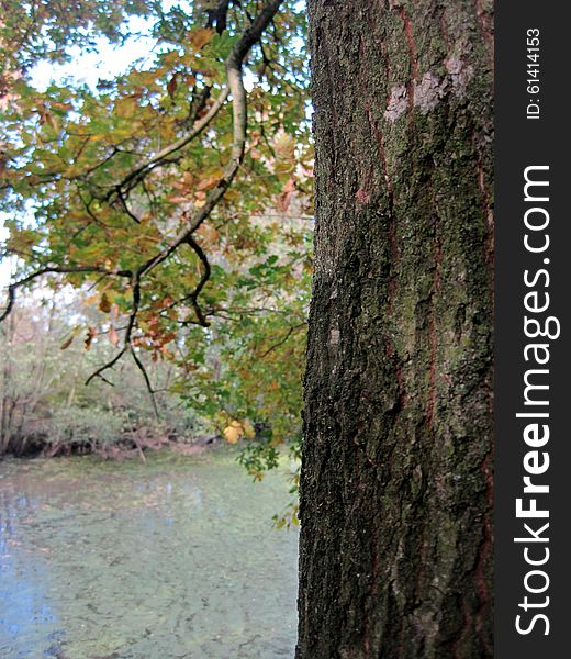 Beautiful quiet autumn. oak's leaves. Beautiful quiet autumn. oak's leaves