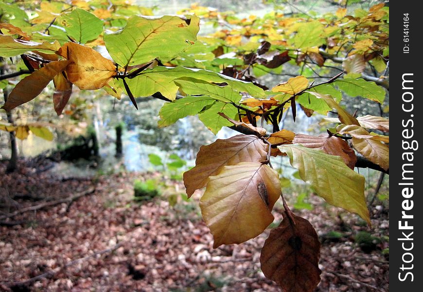 Beautiful quiet autumn. beech's leaves. Beautiful quiet autumn. beech's leaves