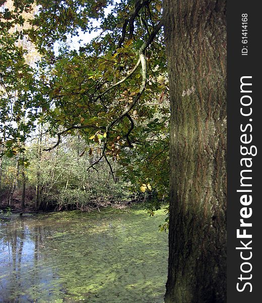 Beautiful quiet autumn. oak's leaves. Beautiful quiet autumn. oak's leaves