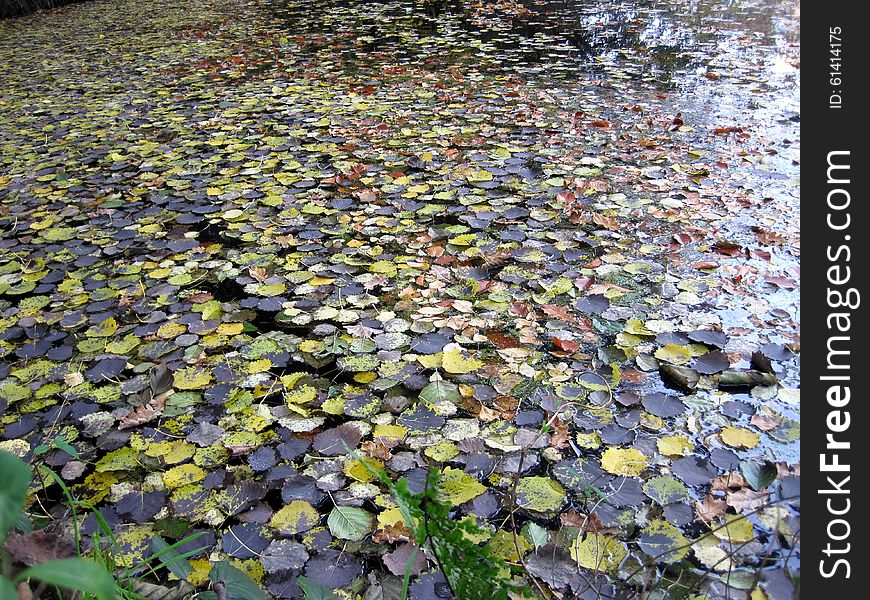 Beautiful autumn. yellow leaves. romantic peace of mind