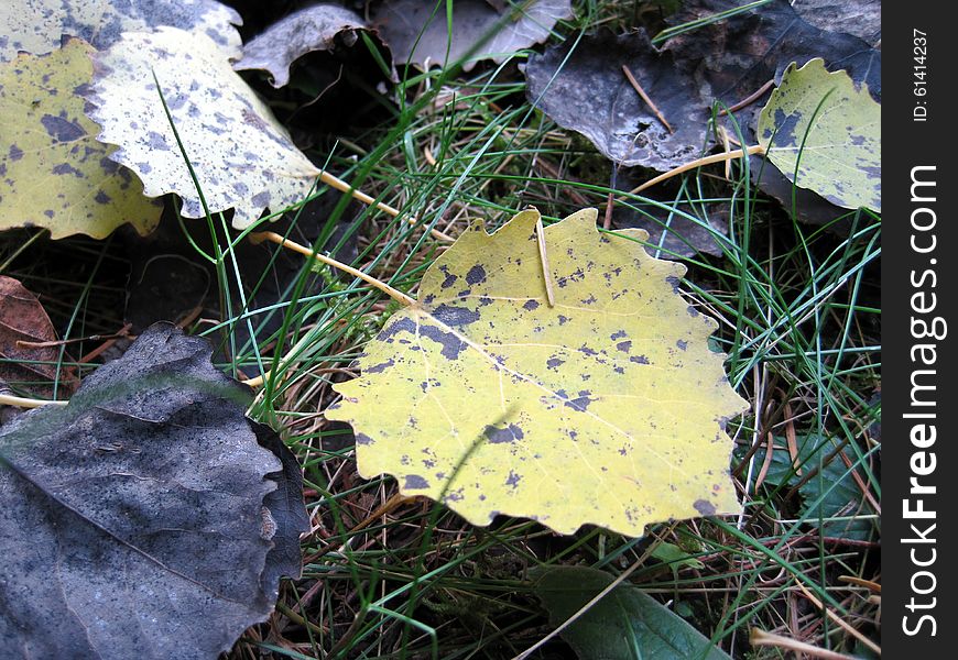 Beautiful autumn. yellow leaves. romantic peace of mind