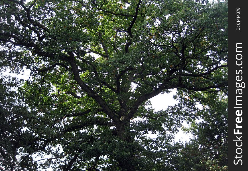 Oak